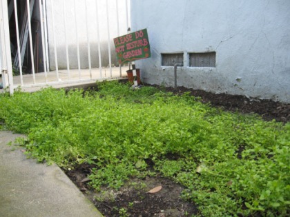 Please do not Disturb the Weed Garden (chickweed)
